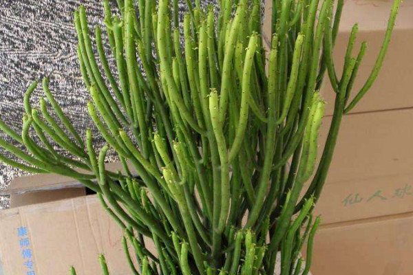 怎麼讓光棍樹多發枝