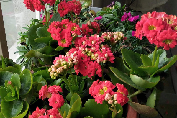 長壽花怎麼養家庭養法