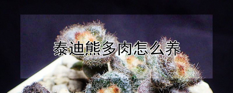 泰迪熊多肉怎麼養