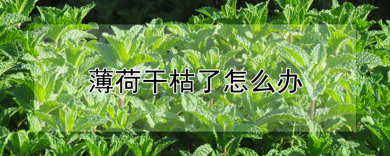 薄荷幹枯了怎麼辦