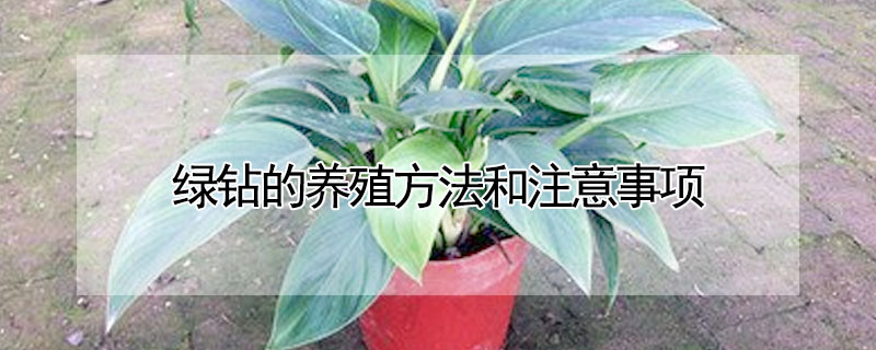 綠鑽的養殖方法和注意事項