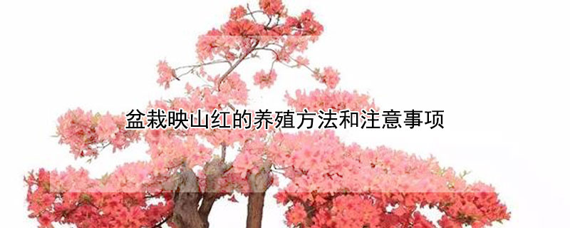 盆栽映山紅的養殖方法和注意事項