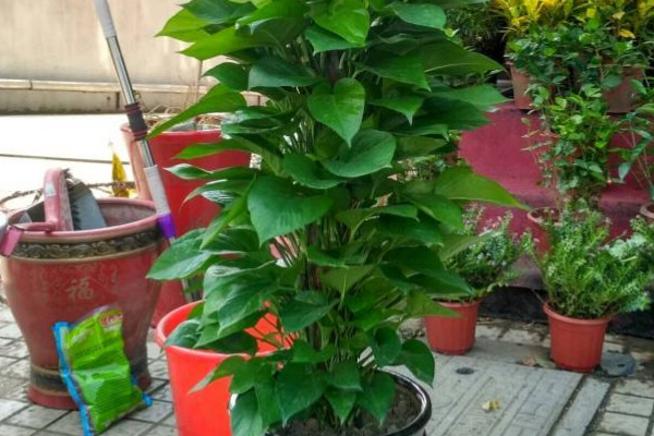 大葉綠蘿怎麼澆棕柱