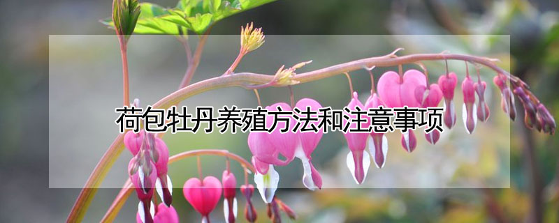 荷包牡丹養殖方法和注意事項