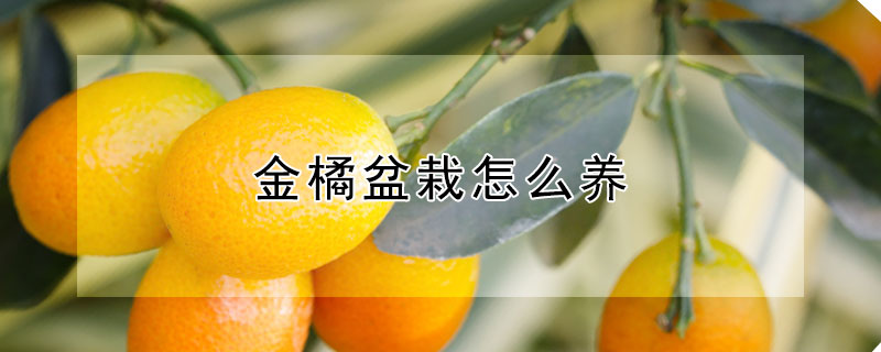 金橘盆栽怎麼養
