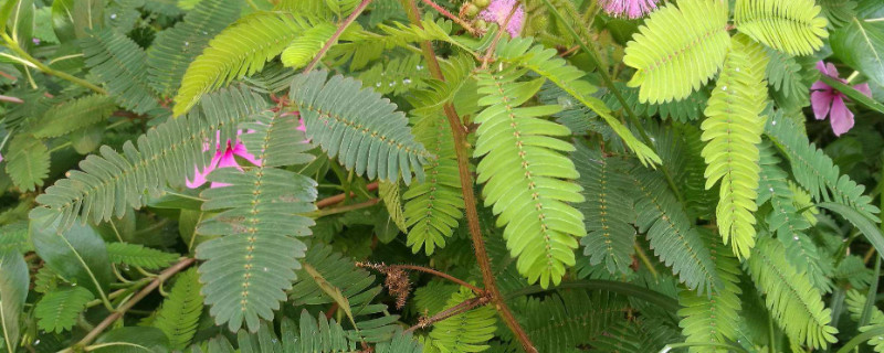 含羞草怎麼移植