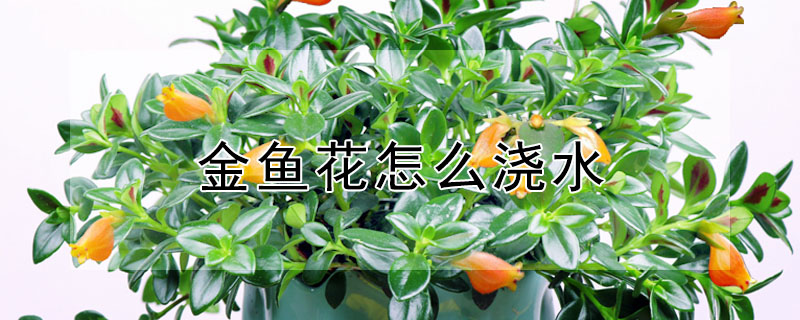 金魚花怎麼澆水