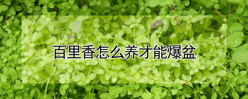百裏香怎麼養才能爆盆