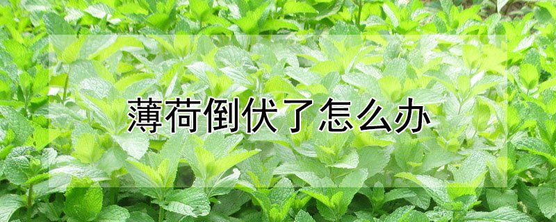 薄荷倒伏了怎麼辦