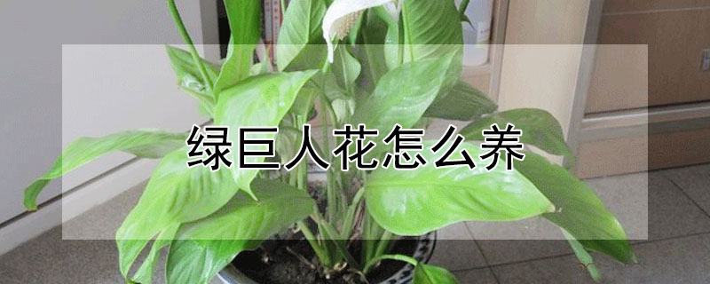 綠巨人花怎麼養
