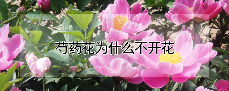 芍藥花為什麼不開花