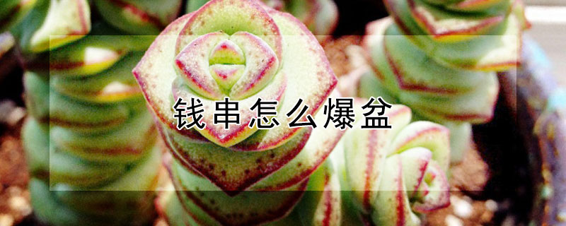 錢串怎麼爆盆