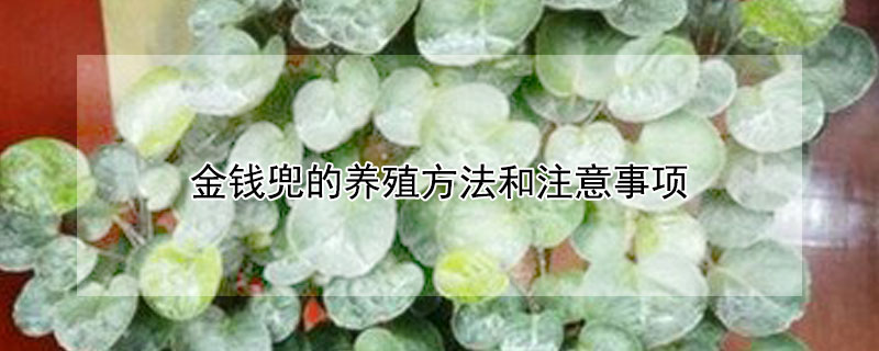 金錢兜的養殖方法和注意事項