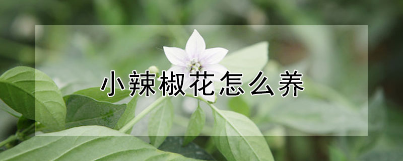 小辣椒花怎麼養