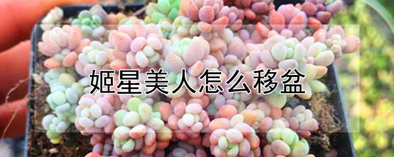姬星美人怎麼移盆