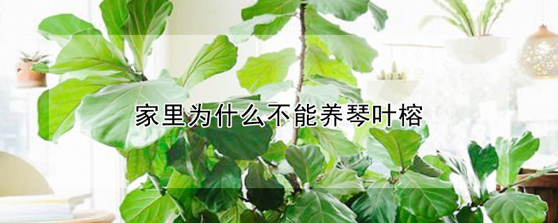 家裏為什麼不能養琴葉榕