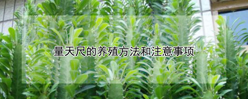 量天尺的養殖方法和注意事項