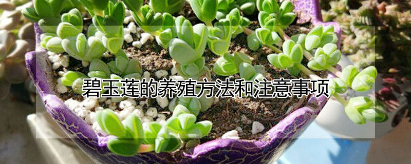 碧玉蓮的養殖方法和注意事項