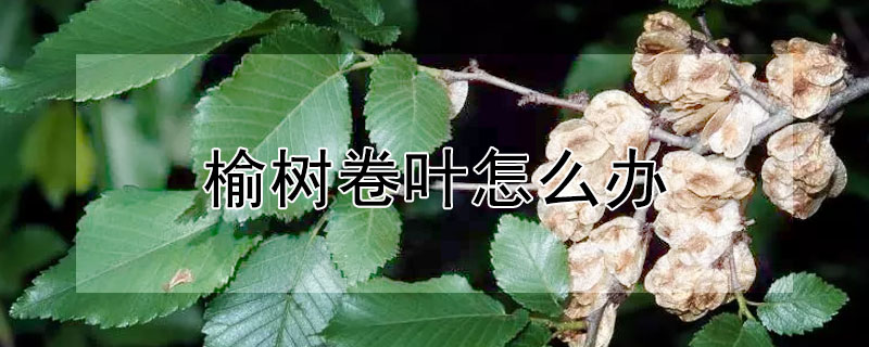 榆樹卷葉怎麼辦