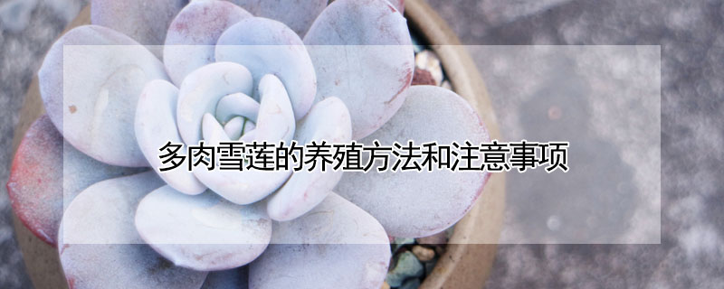 多肉雪蓮的養殖方法和注意事項