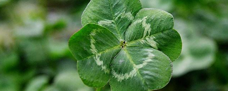 幸運草種子怎麼種植