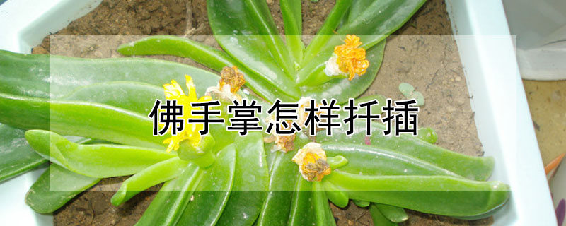 佛手掌怎樣扡插