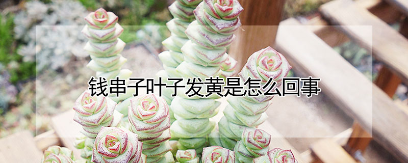 錢串子葉子發黃是怎麼回事