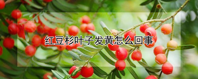 紅豆杉葉子發黃怎麼回事