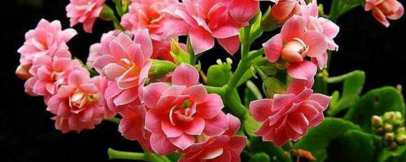 長壽花怎麼摘心