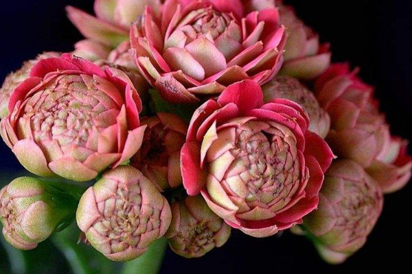 長壽花怎麼摘心