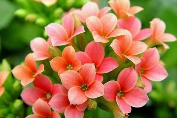 長壽花怎麼摘心