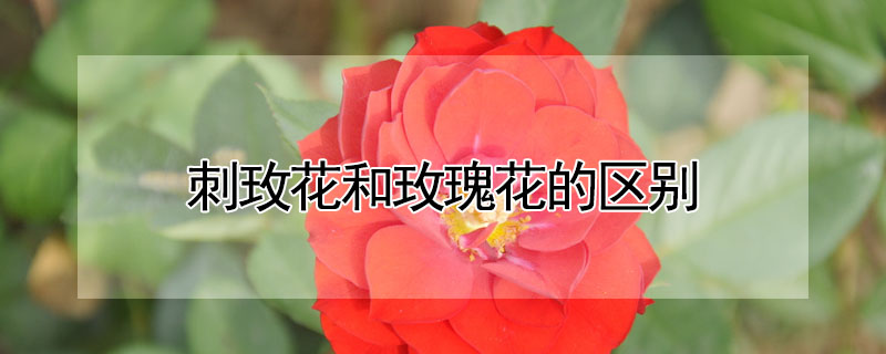 刺玫花和玫瑰花的區別