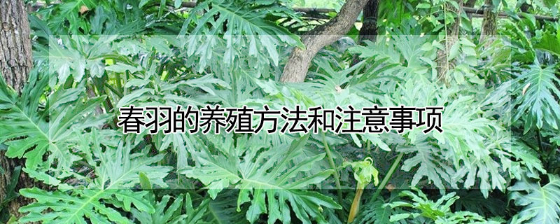 春羽的養殖方法和注意事項