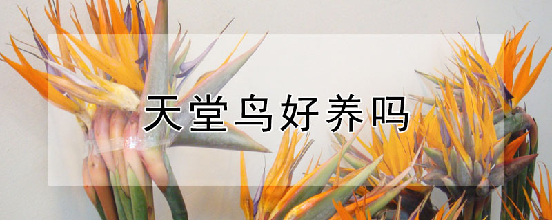 天堂鳥好養嗎