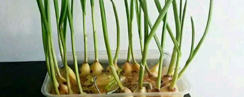 蒜苗怎麼種植在家