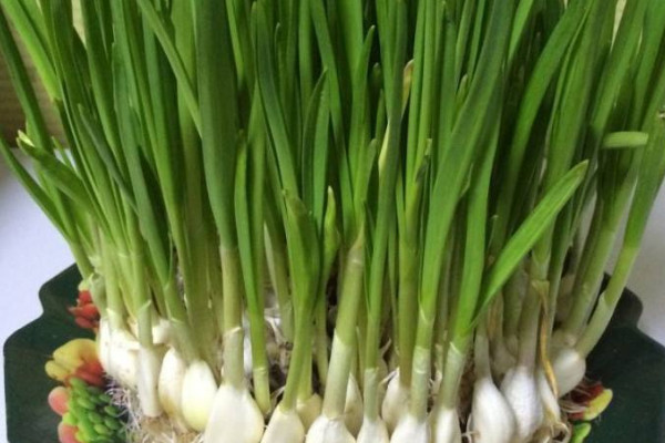 蒜苗怎麼種植在家