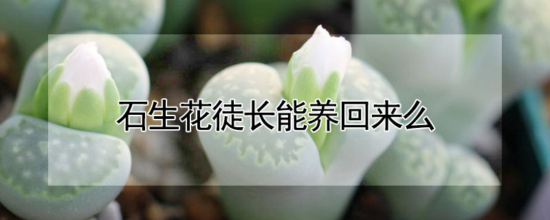 石生花徒長能養回來麼