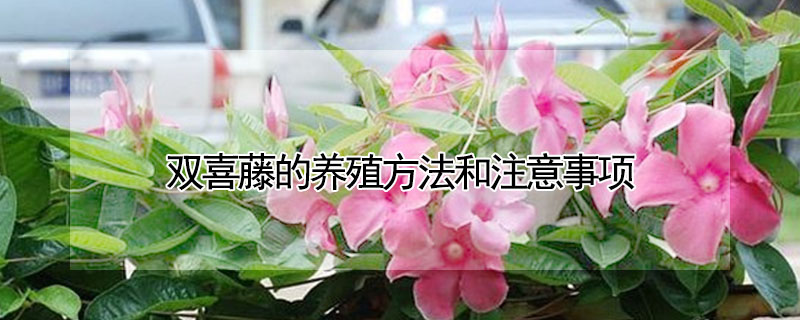 雙喜藤的養殖方法和注意事項