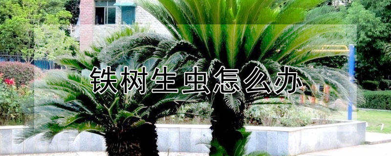鐵樹生蟲怎麼辦