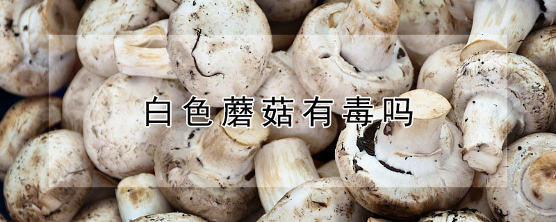 白色蘑菇有毒嗎