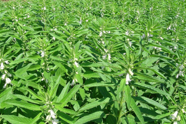 芝麻種上幾天能出來苗