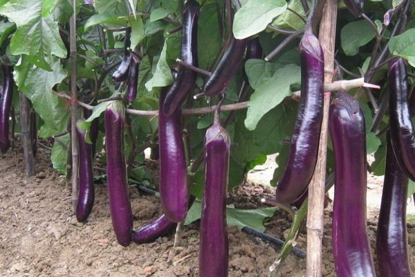 茄子怎麼種植和管理