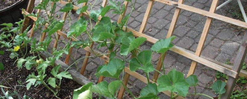 黃瓜苗什麼時候可以搭架