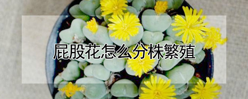 屁股花怎麼分株繁殖