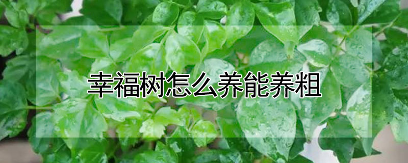 幸福樹怎麼養能養粗