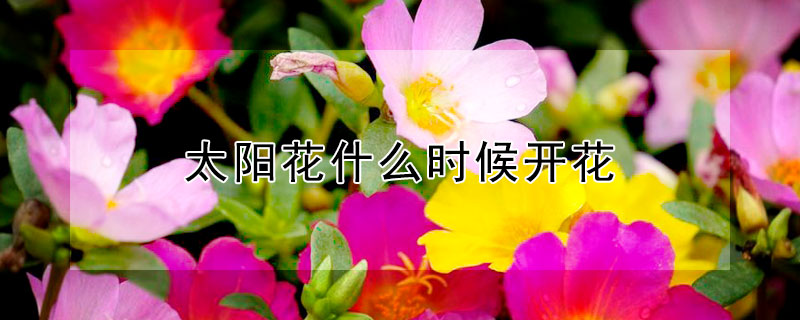 太陽花什麼時候開花
