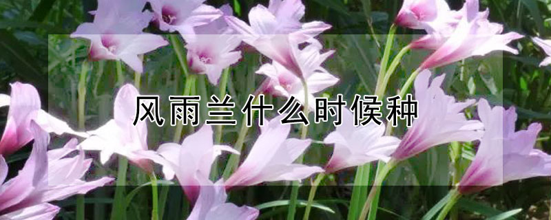 風雨蘭什麼時候種