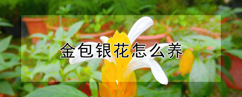 金包銀花怎麼養