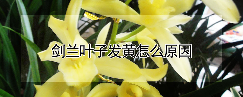 劍蘭葉子發黃怎麼原因