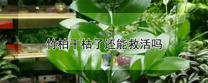 竹柏幹枯了還能救活嗎